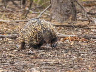 The Short-beaked Echidna (Tachyglossus aculeatus) is covered in fur and spines and has a distinctive with and a specialized tongue, which it uses to catch insect prey at a great speed.