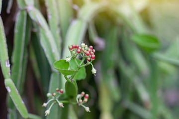 Edible stemmed vine is herb of Thailand is Treat of Hemorrhoid and Resolve Flatulence.