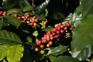 Coffee beans in Doi Chang mountain in Chiang Rai, Thailand.