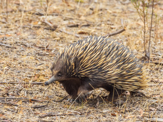 The Short-beaked Echidna (Tachyglossus aculeatus) is covered in fur and spines and has a distinctive with and a specialized tongue, which it uses to catch insect prey at a great speed.