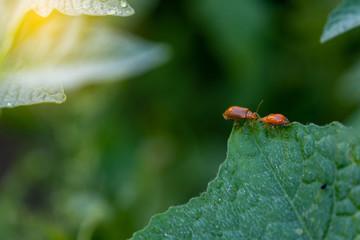 Couple of ladybugs on a Pumpkin leaves over green background
