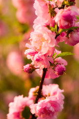 Background blooming beautiful pink cherries in raindrops on a sunny day in early spring close up, soft focus