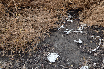 Bones from skeleton in the bushes