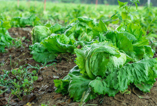 farm with iceberg lettuce plantation