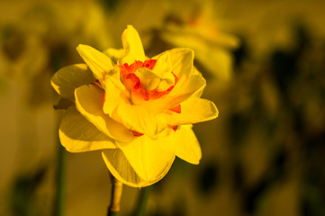 Obraz premium Amazing yellow huge bright daffodils in sunlight