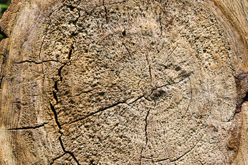 Vintage rough texture of old sawn tree trunk, close-up, macro