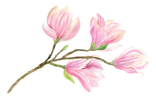 watercolor illustration of a Magnolia branch with pink flowers on a white background