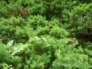 ダイセンキャラボク