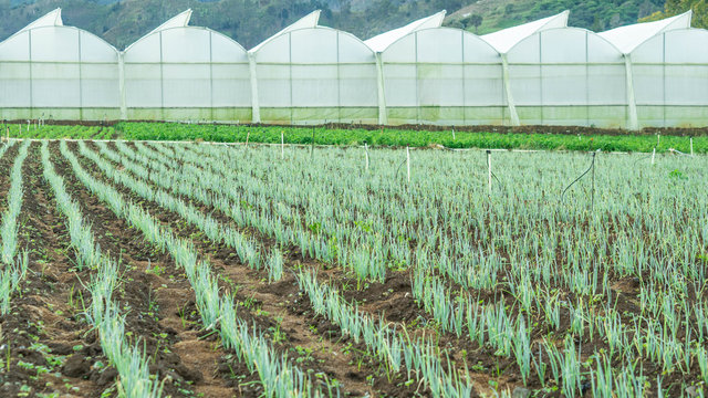 Agriculture in the constanza valley in the dominican republic