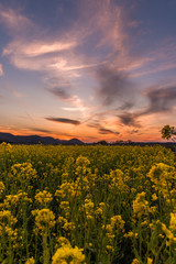 夕日に輝く菜の花を見よう