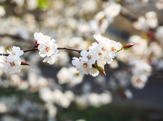 Blossoming cherry trees in spring. Sakura branches with sunlight. Nature background	