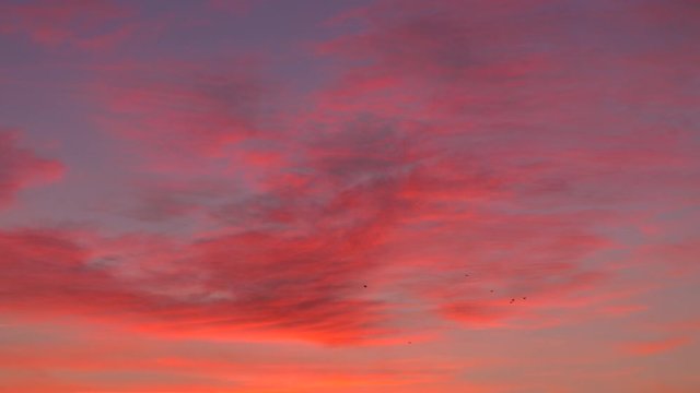 Birds flying over purple sunset in Sofia, Bulgaria. Real time.