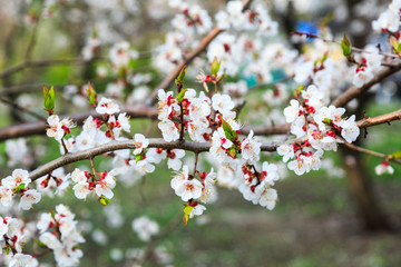 Blossoming cherry trees in spring. Sakura branches with sunlight. Nature background