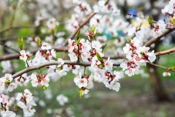 Blossoming cherry trees in spring. Sakura branches with sunlight. Nature background	