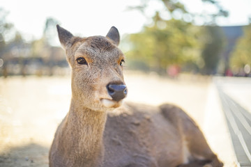 Closed up shot Cute deer in the Nara park.