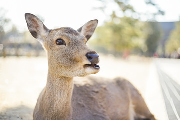Closed up shot Cute deer in the Nara park.