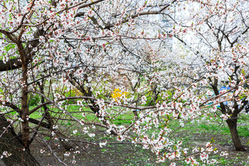 Blossoming cherry trees in spring. Sakura branches with sunlight. Nature background