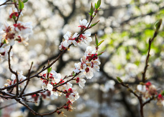 Fototapeta na wymiar Blossoming cherry trees in spring. Sakura branches with sunlight. Nature background