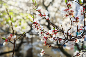 Blossoming cherry trees in spring. Sakura branches with sunlight. Nature background