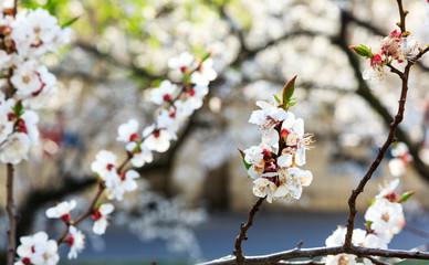 Blossoming cherry trees in spring. Sakura branches with sunlight. Nature background