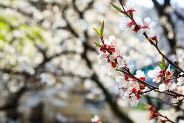 Blossoming cherry trees in spring. Sakura branches with sunlight. Nature background