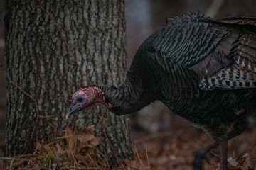 East coast turkey in grass