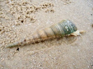 Conch shell Sea shell, wildlife of ocean
