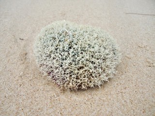 Coral sea, wildlife of ocean