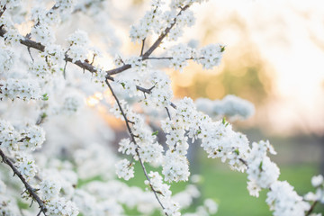 flowering branch in orchard
