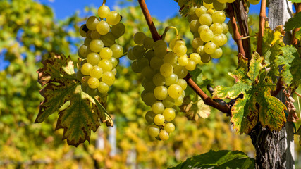 eine reife Weinrebe an einem Weinstock 