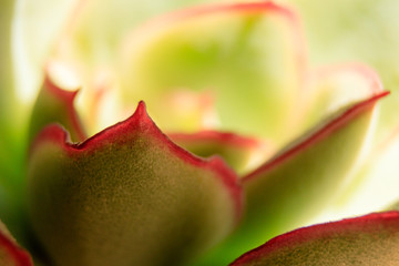 succulentus plant macro close up photo