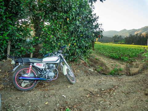 Agriculture in the constanza valley in the dominican republic