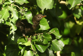 A pretty female Blackbird, Turdus merula, eating ivy berries in woodland in the UK.
