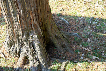 Obraz premium 檜の木・根元