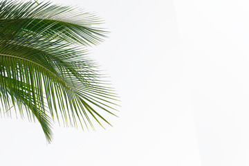 Fototapeta na wymiar Coconut leaves isolated on white background.tropical foliage