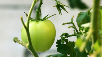 Cluster of tomato hang from vine in the garden