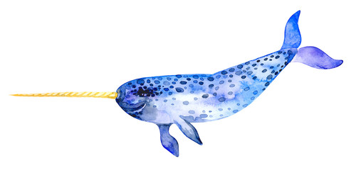 A mammal of the narwhal family. Tusk. © Lady Natali