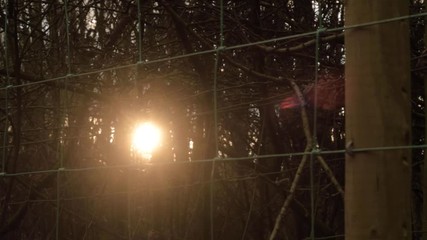 Sunset through fencing and woodland trees panning