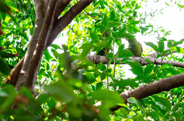 Green parrots camouflage on a tree