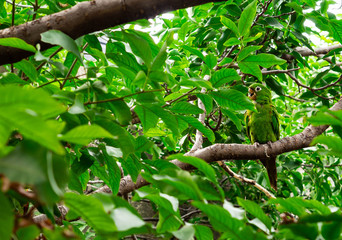 Green parrot with a broken beak camouflage on a tree