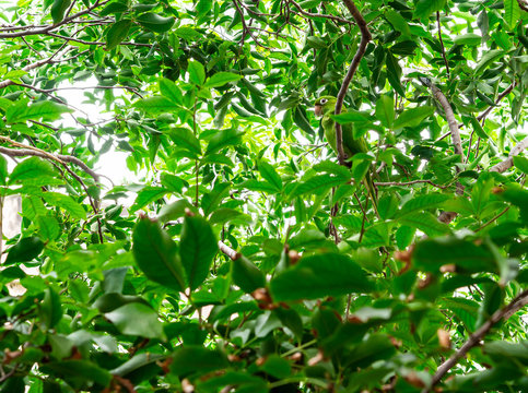 Green parrot camouflage on a tree