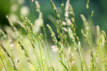 Fresh wild green grass field on blurred bokeh background closeup, ears on meadow soft focus macro, beautiful sunny summer day lawn, spring season nature landscape, natural delicate green grass texture