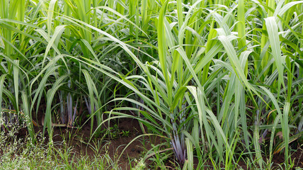 Closeup of Sugarcane field - stock photo