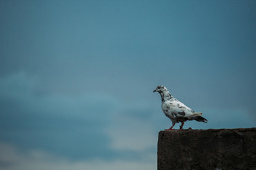 Closeup shot of white pigeon sitting on a wall