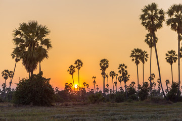 Obraz premium Rice fields with palm sugar palm trees and sun light at Pathum Thani, Thailand