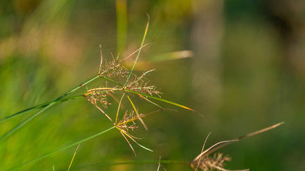 detail of a green bush 