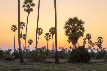 Obraz premium Rice fields with palm sugar palm trees and sun light at Pathum Thani, Thailand