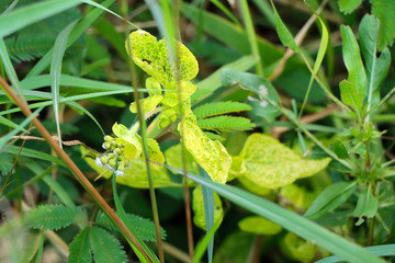Closeup of leaves - Stock photo