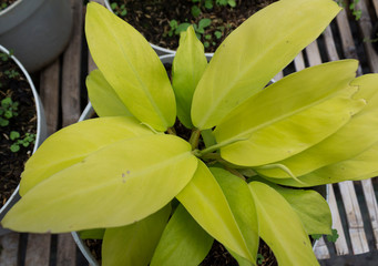 Philodendron Ceylon Gold, Indoor Plant