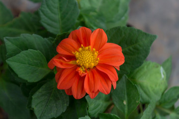 Orange Dahlia pinnata or Garden Dahlia, Close up with selective focus